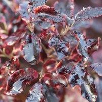 Plant Theory Tom Thumb Tawhiwhi Outdoor Shrub Plant Pittosporum Tenuifolium 2L Pot in Green