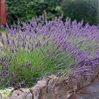 Plant Theory Grosso Lavender Outdoor Shrub Plant Lavandula x Intermedia 2L Pot in Green