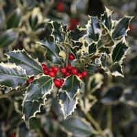 Plant Theory Argentea Marginata Broad Leaved Silver Holly Shrub Plant Ilex Aquifolium 3L Pot in Green