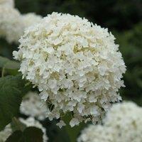 Plant Theory Annabelle Sevenbark Outdoor Shrub Plant Hydrangea Arborescens 2L Pot in Green