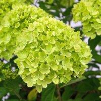 Plant Theory Little Lime Outdoor Shrub Plant Hydrangea Paniculata Garden Plants 2L Pot in Green