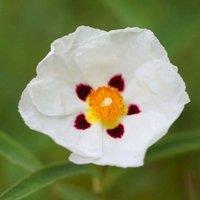 Plant Theory Alan Fradd Rock Rose Outdoor Shrub Plant Cistus x Purpureus 2L Pot in Green