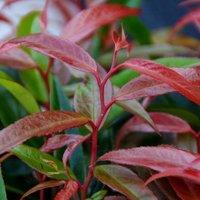 Plant Theory Burning Love Switch Ivy Outdoor Shrub Plant Leucothoe Keiskei 2L Pot in Green