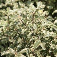 Plant Theory Variegatum Kohuhu Outdoor Shrub Plant Pittosporum Tenuifolium 2L Pot in Green