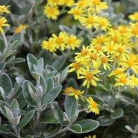 Plant Theory Sunshine Senecio Outdoor Shrub Plant Brachyglottis 2L Pot in Green