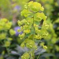 Plant Theory Robbiae Wood Spurge Perennials Flowering Plants Euphorbia Amygdaloides 2L Pot in Green