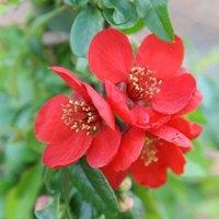 Plant Theory Crimson & Gold Flowering Quince Shrub Plant Chaenomeles x Superba 2L Pot in Green