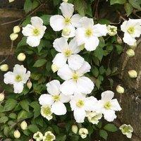 Plant Theory Clematis Montana grandiflora Pink Flowering Vine Climbing Plant 60cm Cane 3L Pot