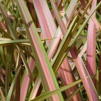 Plant Theory Jester New Zealand Flax Outdoor Shrub Plant Phormium Garden Plants 2L Pot in Green