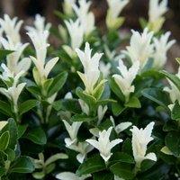 Plant Theory Paloma Blanca White Candle Euonymus Japonicus Hedging Plant 9cm Pot in Green
