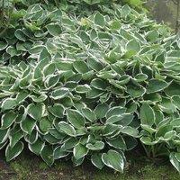Plant Theory Francee Plantain Lily Perennials Flowering Plants Hosta 2L Pot in Green