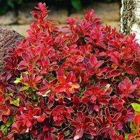 Plant Theory Atropurpurea Admiration Barberry Shrub Plant Berberis Thunbergii 2L Pot in Green