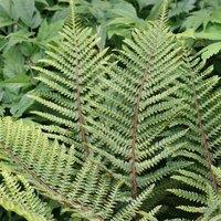 Plant Theory Japanese Tassel Fern Polystichum Polyblepharum Hardy Outdoor Ferns Plant 2L Pot in Green