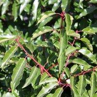 Plant Theory Portuguese Laurel Outdoor Shrub Plant Prunus Lusitanica Garden Foliage 2L Pot in Green
