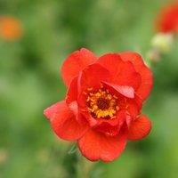 Plant Theory Mrs J. Bradshaw Avens Perennials Flowering Plants Geum 2L Pot in Green