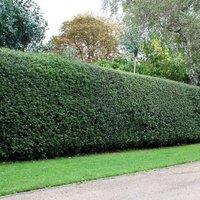 Plant Theory English Holly Ilex Aquifolium Hedging Plant 9cm Pot in Green