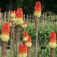 Plant Theory Red Hot Poker Perennials Flowering Plants Kniphofia Uvaria 2L Pot in Green