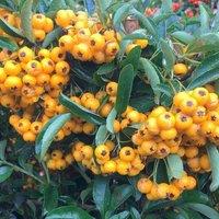 Plant Theory Saphyr Jaune Firethorn Outdoor Shrub Plant Pyracantha Garden Plants 2L Pot in Green