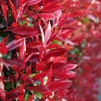 Plant Theory Red Robin Photinia Outdoor Shrub Plant Photinia x Fraseri 2L Pot in Green