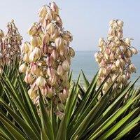 Plant Theory Adams Needle Outdoor Shrub Plant Yucca Filamentosa 2L Pot in Green