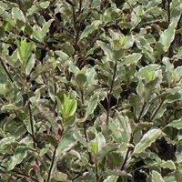 Plant Theory Elizabeth Kohuhu Outdoor Shrub Plant Pittosporum Tenuifolium 2L Pot in Green