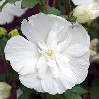 Plant Theory White Chiffon Tree Hollyhock Shrub Plant Hibiscus Syriacus 2L Pot in Green