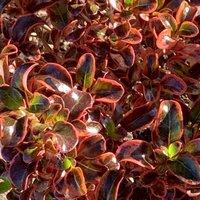Plant Theory Inferno Coprosma Outdoor Shrub Plant Coprosma Garden Tree Bush 2L Pot in Green