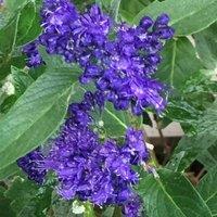 Plant Theory Heavenly Blue Bluebeard Shrub Plant Caryopteris x Clandonensis 2L Pot in Green