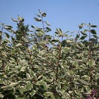Plant Theory Elegantissima Red Barked Dogwood Shrub Plant Cornus Alba 2L Pot in Green