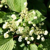 Plant Theory Tomentosum Mariesii Japanese Snowball Bush Shrub Plant Viburnum Plicatum 2L Pot in Green