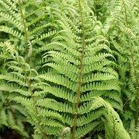 Plant Theory Male Fern Dryopteris Filix-Mas Hardy Outdoor Ferns Jungle Plant 2L Pot in Green
