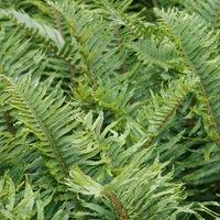 Plant Theory Sword Fern Polystichum Munitum Hardy Outdoor Ferns Jungle Plant 2L Pot in Green