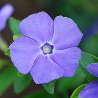 Plant Theory Bowles's Variety Lesser Periwinkle Shrub Plant Vinca Minor 2L Pot in Green