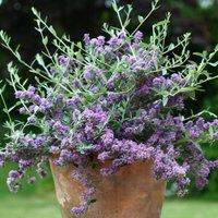 Plant Theory Unique Butterfly Bush Outdoor Shrub Plant Buddleja x Pikei 2L Pot in Green