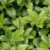 Plant Theory Japanese Spurge Outdoor Shrub Plant Pachysandra Terminalis 1.5L Pot in Green