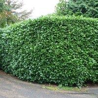 Plant Theory Rotundifolia Cherry Laurel Shrub Plant Prunus Laurocerasus 2L Pot 30cm - 40cm in Green