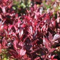 Plant Theory Scarletta Switch Ivy Outdoor Shrub Plant Leucothoe 2L Pot in Green