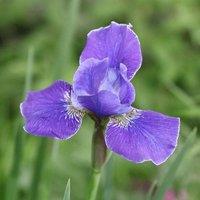 Plant Theory Silver Edge Siberian Iris Perennials Flowering Plants Iris 2L Pot in Green