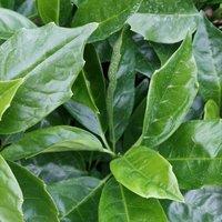 Plant Theory Rozannie Japanese Laurel Outdoor Shrub Plant Aucuba Japonica 2L Pot in Green