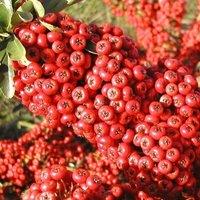 Plant Theory Saphyr Rouge Firethorn Outdoor Shrub Plant Pyracantha Garden Plants 2L Pot in Green