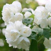 Plant Theory Virginal Mock Orange Outdoor Shrub Plant Philadelphus Garden Plants 2L Pot in Green
