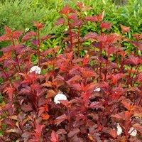 Plant Theory Diable D'Or Ninebark Shrub Plant Physocarpus Opulifolius 2L Pot in Green