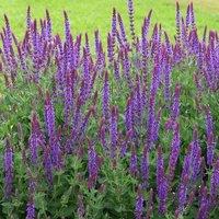 Plant Theory Ostfriesland Balkan Clary Meadow Sage Perennials Flowering Plants Salvia 2L Pot in Green