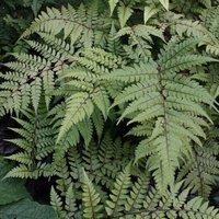 Plant Theory Eared Lady Fern Okanum Athyrium Otophorum Outdoor Ferns Jungle Plant 2L Pot in Green