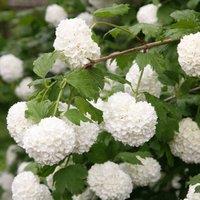 Plant Theory Roseum Snowball Tree Outdoor Shrub Plant Viburnum Opulus 2L Pot in Green