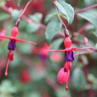 Plant Theory Riccartonii Hardy Fuchsia Outdoor Shrub Plant Fuchsia Fairy Flowers 2L Pot in Green