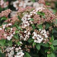 Plant Theory Laurustinus Outdoor Shrub Plant Viburnum Tinus 2L Pot in Green