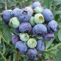 Plant Theory Blueberry Darrow Fruit Bush Late Season Fruiting Berry Shrub Plant 2L Pot in Green