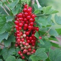 Plant Theory Redcurrant Jonkheer van Tets Fruit Bush Ribes Fruiting Shrub Plant 3L Pot in Green