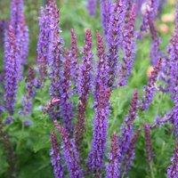Plant Theory Mainacht Salvia Sage Perennials Flowering Plants Salvia Sylvestris 2L Pot in Green